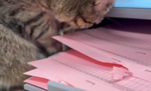 IT Cat Provides Hands-On Printer Support For Paper Jam