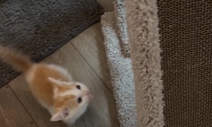 Breakfast Chaos With Foster Kittens