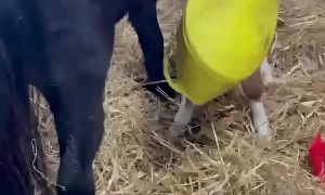 Basket Stuck on Baby Pony's Head