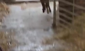 Baby Donkey Zoomies