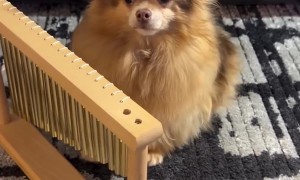 Pomeranian Plays Peaceful Chimes