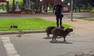 Police Officers Help Capybara Family Cross the Street