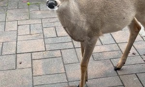 Mama Deer Brings Her Child for a Visit