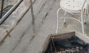 Bull Terrier Slides Off Porch