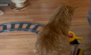 Cat Enjoys Riding Christmas Train