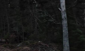 Storm Knocks Down Trees in Finland