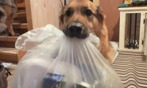Helpful German Shepherd Brings Trash Downstairs