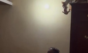 Mama Cat Makes a Big Jump With Her Kitten