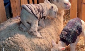 Lamb Insists On Climbing Mom