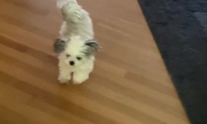 Dog Dances To Goodbye Song