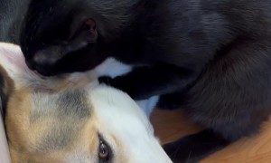 Cat Gives Dog an Ear Massage