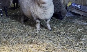This Sheep Has Something to Say