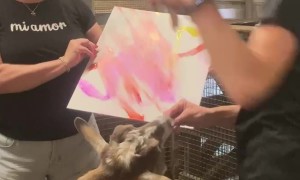 Talented Goat Paints a Masterpiece