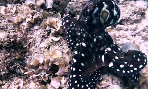 Curious Octopus