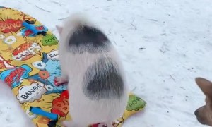 Pigs Sledding!