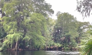 Macaques Belly Flop Into Silver River