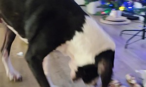 Dog Extremely Grateful for His Christmas Gifts