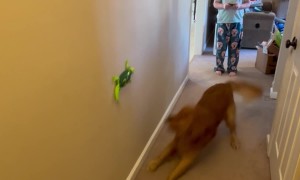 Golden Retriever vs. Remote Control Lizard Toy