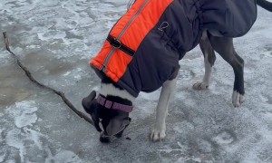 Dog Digs For Stick Stuck In Ice