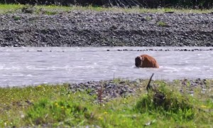 Newborn Bison Calf Swims Across Lamar River