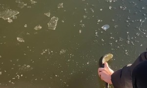 Man Trying To Grab Slippery Fish Falls Through Thin Ice