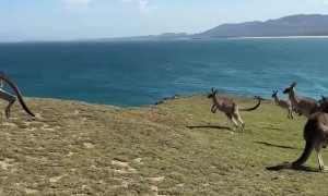 Kangaroo Troop Hops Around Posing Tourist