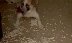 Dog Gets Zoomies After Destroying Her Bed