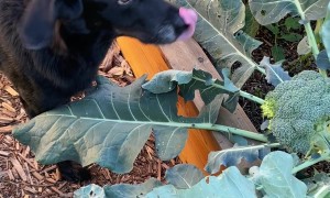 Garden Pest Has Been Nibbling on My Broccoli