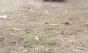 Boys Fall Off Bike Doing a Wheelie