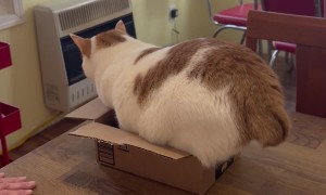 All You Need to Know About a Cats Brain