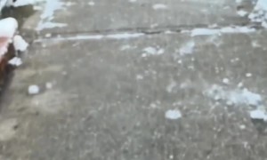 Shoes on the Dog but Not the Person