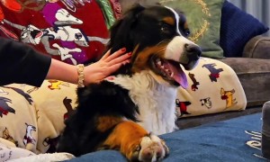 Bernese Puppy Snarls With Pets