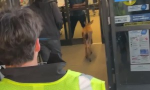 Curious Deer Walks Into Grocery Store