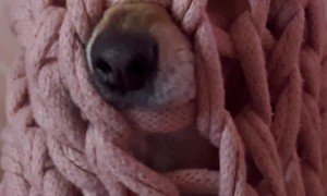 Duncan in His Battle Blanket