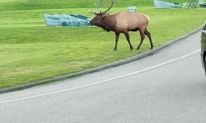 Rowdy Bull Elk Smashes Passing Car