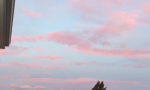 Pet Ram Knocks Down Man With Punching Bag on New Zealand Farm