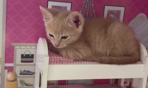 Kitten In The Dollhouse Bed