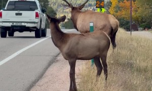 Smash Living Up to His Name