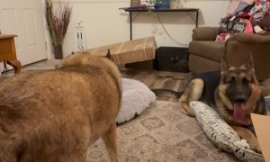German Shepherd Hogs All The New Dog Beds