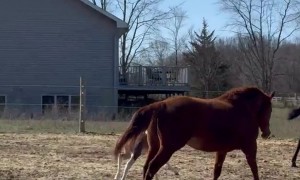 Foal Runs Into Barbed-Wire Fence