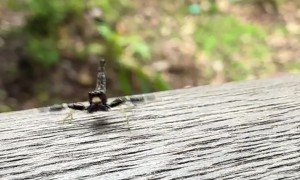Tiny Dancing Spider