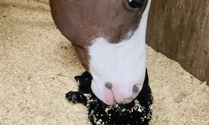 Horse Using Nose to Pet Cat