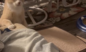 Wobbly Cat Wants Up on the Couch, No Help Needed Thank You!