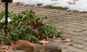 Tipsy the Special Needs Squirrel