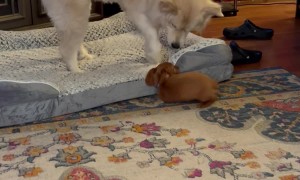 Older Dog Issues Proper Correction To Small Puppy