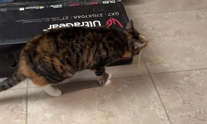 Cat Leaps Away From Own Puke