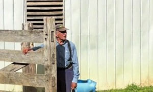 Sheep Leaping As They Leave Corral