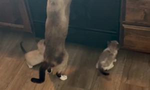 Mom Teaching Her Babies to Be Weirdos