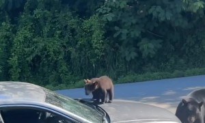 Car Hijacked by Bear Family-Which Drive-Thru Are They Hitting First?