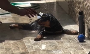 Dwayne Johnson Lookalike Gives Puppy a Bath